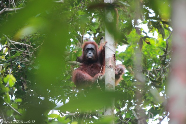 Orangutan center in Semenggoh Malaysia