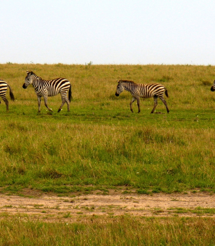 Zebra crossing Savanah grasslands