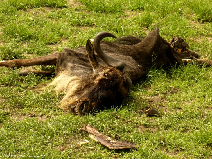 The remains of the great African Migration